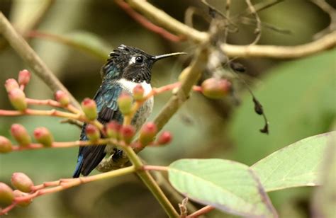 Bee Hummingbird | Marie-France Grenouillet – Wildlife Photographer