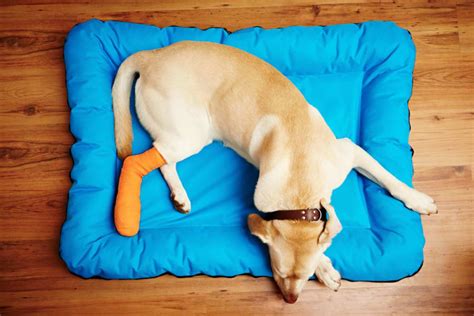 ACL Surgery in Dogs | Vienna Vets