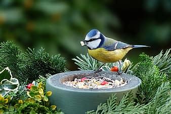 animal, bird, tit, blue tit, cyanistes caeruleus, songbird, pretty, hunger, bird seed, lining ...