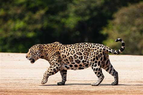 Extremely rare wild jaguar spotted in Arizona