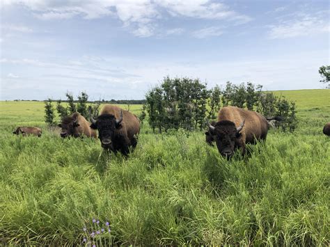 Tallgrass Prairie Preserve, Pawhuska, Oklahoma : r/pics