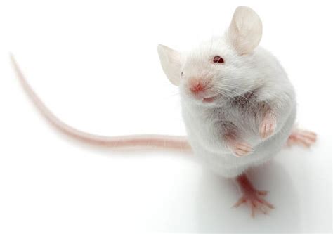 Best White Mice Stock Photos, Pictures & Royalty-Free Images - iStock