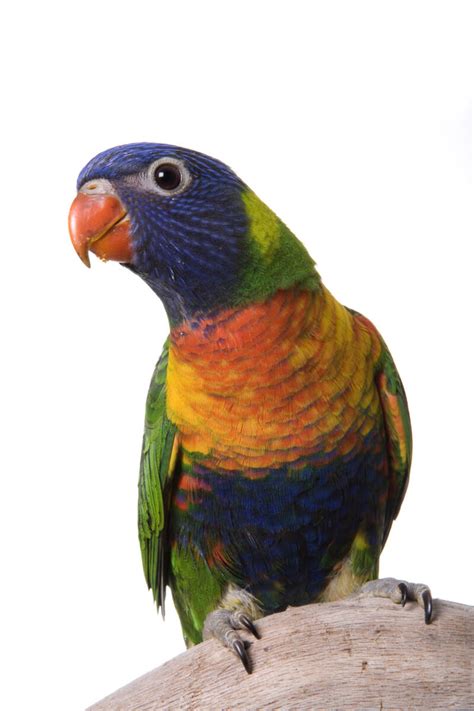 Rainbow Lorikeet | The Animal Store