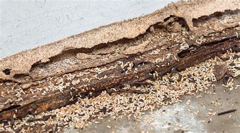 How To Get Rid of Termites in Tree Stumps Around Your Prosper Home