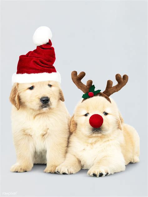 Download premium psd of Two Golden Retriever puppies wearing a Santa hats | Dog christmas photos ...