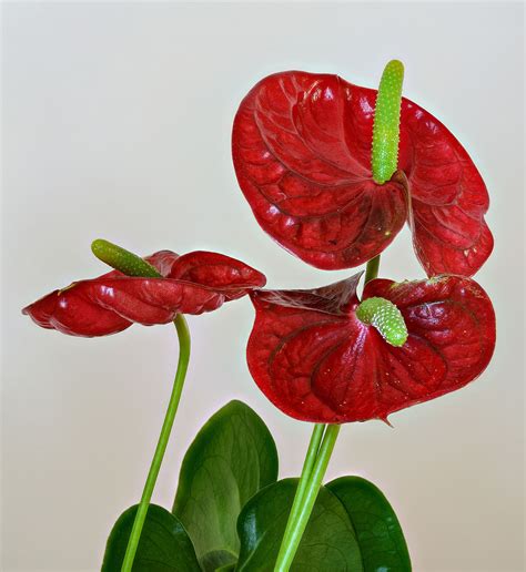 Anthurium - Wikipedia