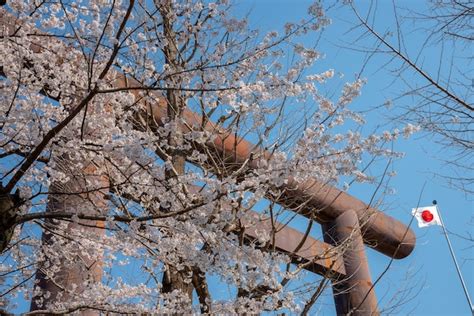 Premium Photo | Cherry blossom at Yasukuni Shrine Tokyo Japan