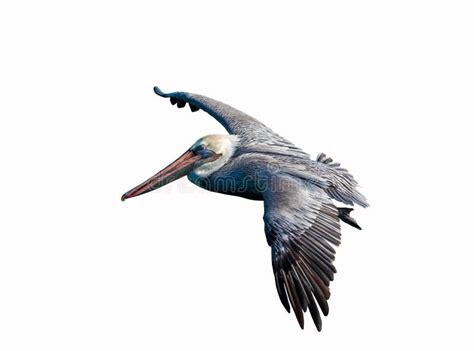 Flying Pelican stock image. Image of wild, fishing, water - 3866199