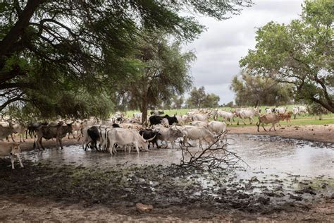 Pastoral Ways - Africa Climate Mobility Initiative - Climate-forced ...