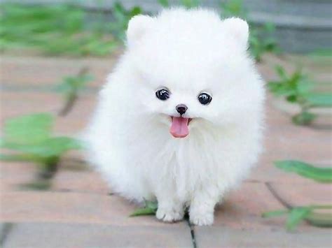 Cute Pomeranian Wallpaper