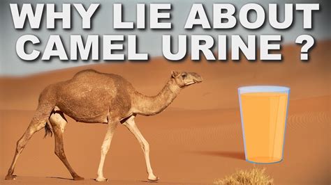 is it Islamic to drink the urine of camel ? - YouTube