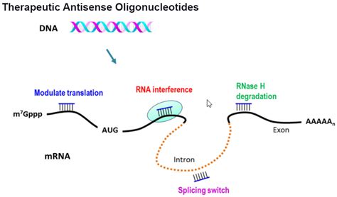 Antisense Oligonucleotides, Antisense Technology Bio-Synthesis Inc.