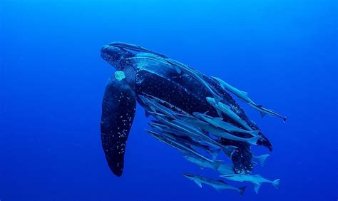 Leatherback Turtle Facts - WorldAtlas