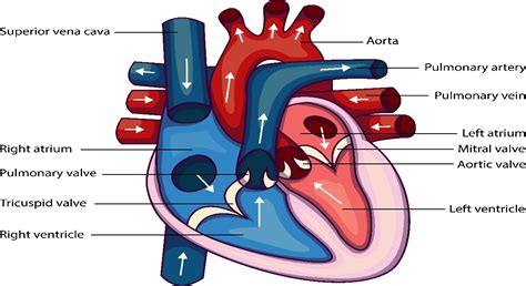 Heart Valves Diagram Labeled