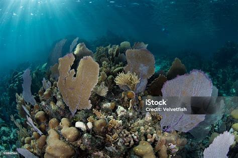 Caribbean Coral Reef Diversity Stock Photo - Download Image Now - Adventure, Animal Wildlife ...