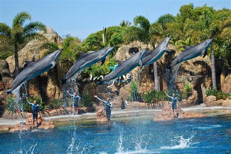 Dolphins at Sea World - Surfers Paradise, Queensland Visit Australia ...