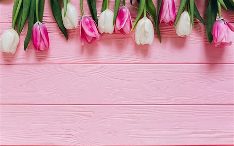 2K free download | Pink tulips, pink wooden background, white tulips ...