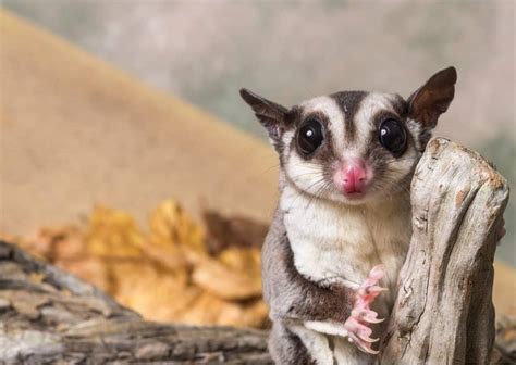 Sugar Glider - A-Z Animals