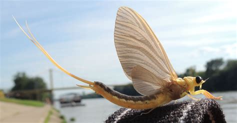 When river Tisza blooms - Serbia.com