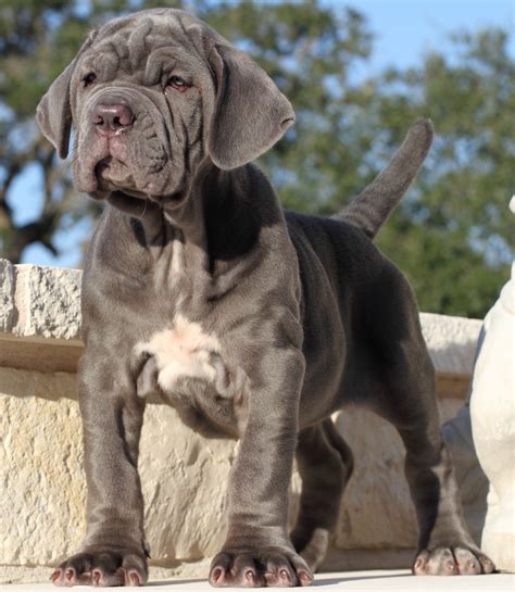 Beautiful Neapolitan Mastiff puppy photo and wallpaper. Beautiful Beautiful Neapolitan Mastiff ...