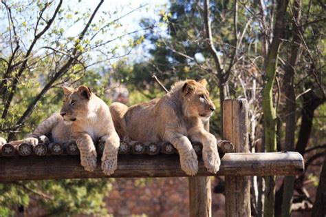 Johannesburg Zoo: A Detailed Guide To This Amazing Place!