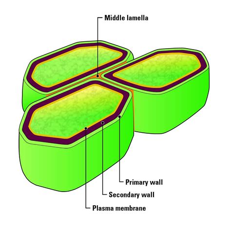 What Is The Function Of The Cell Wall Short Answer at Charlotte Ammons blog