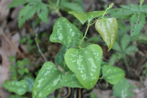 Controlling Greenbrier in Pastures or other Non-crop Environments // Integrated Crop and Pest ...