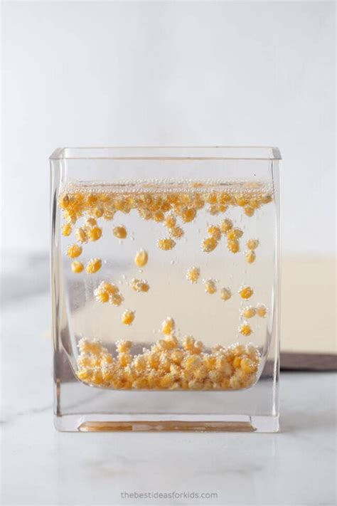 Dancing Corn Experiment - The Best Ideas for Kids