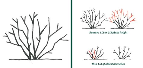 Proper Pruning Techniques | Gingko Ltd Landscaping Burr Ridge, IL