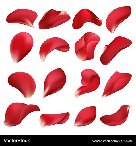 Realistic red rose flower petals isolated on white