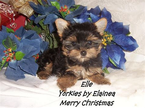 Tiny Yorkie puppy for sale in Arkansas. | Yorkie puppy for sale, Yorkie puppy, Toy dog breeds