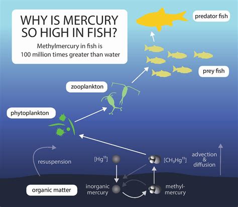 mercury-fish-#103-page-001 (1) - www.sciencediffusion.com