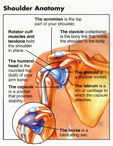 Glenohumeral Joint (Shoulder Socket) – POST COMPETITIVE INSIGHT