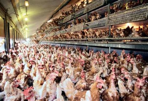 Caged vs Cage-free vs Free-range vs Oraganic Chicken and Eggs ...