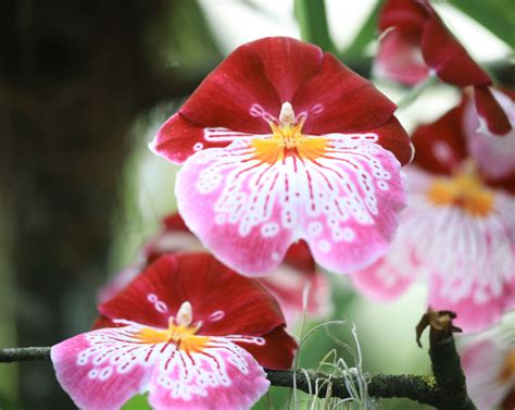 How to Care for Orchids Indoors - Paisley Plants