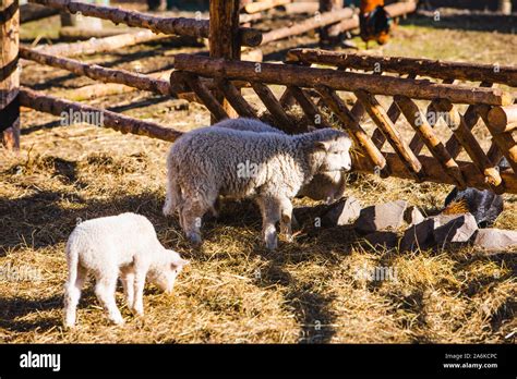 sheep at farm eating hay Stock Photo - Alamy