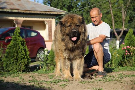 Caucasian Shepherd dog temperament Archives - Titans Family