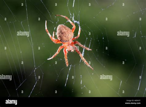 barn spider on a web Stock Photo, Royalty Free Image: 12069947 - Alamy