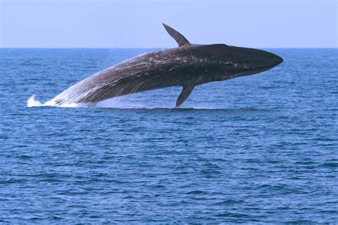 Fin whale - Ionian Dolphin Project