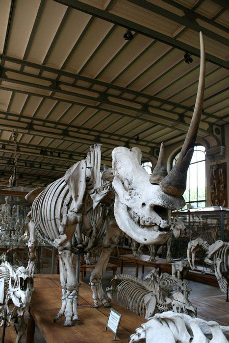 Rhino skeleton at Gallery of Paleontology and Comparative Anatomy in ...