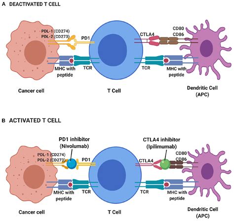 Frontiers | Colorectal Cancer Immunotherapy: Options and Strategies