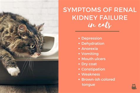 Symptoms of Kidney Disease in Cats - HubPages