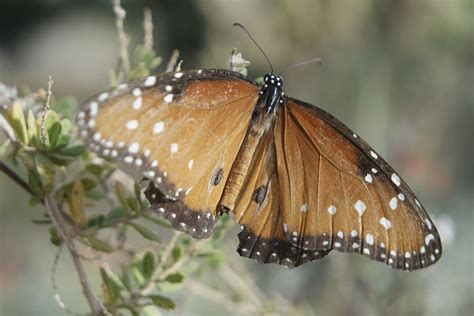 HD wallpaper: butterfly, arizona, desert botanical gardens, insect ...