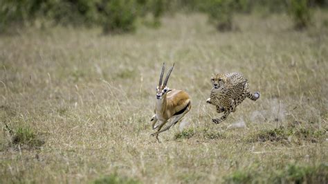 Ten things you might not know about cheetahs - CGTN