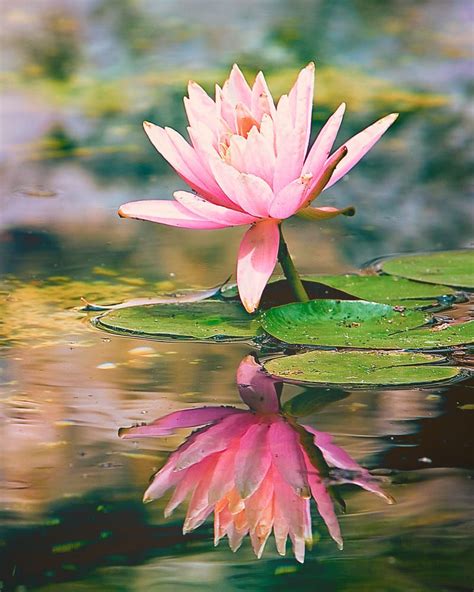 Water Lily by Chuck Underwood on 500px | Water lilies painting, Lotus flower pictures, Lotus art