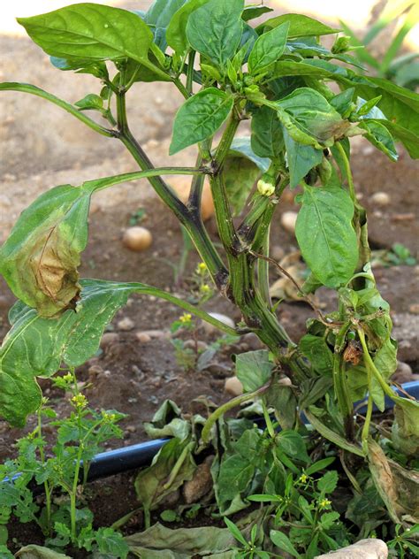 Phytophthora blight on peppers | Vegetable Pathology – Long Island Horticultural Research ...