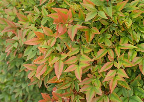 How to Properly Prune Your Nandina Domestica - The Arches