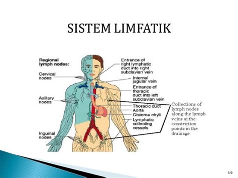 Sistem limfatik jadi