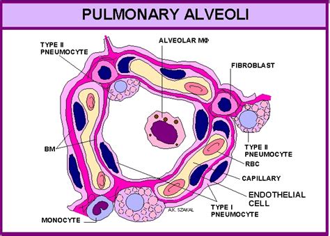 Microanatomy of the Lung - Respiratory - Medbullets Step 1