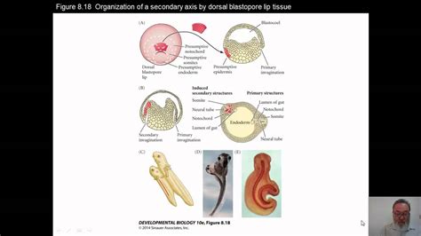 Primary Inducer Spemann - YouTube